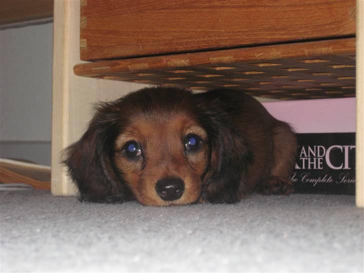 Dværggravhund Freja - 8 uger gammel billede 5