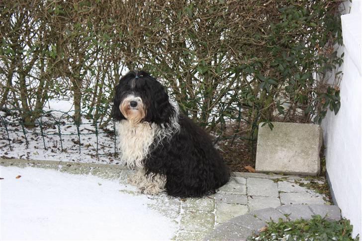 Tibetansk terrier Ömsikka's Astor af Ricko billede 15