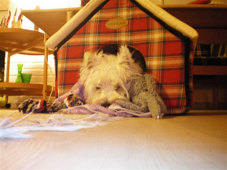 West highland white terrier Vicki # Den bedste!# - Jeg har mit eget hunde hus indenfor;D  billede 15