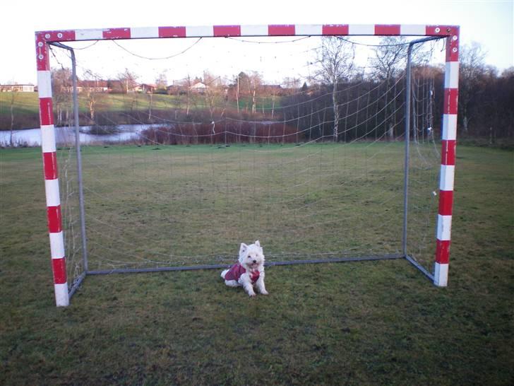 West highland white terrier Vicki # Den bedste!# - Ser jeg ikke sej ud når jeg sådan er mål-hund?! billede 16