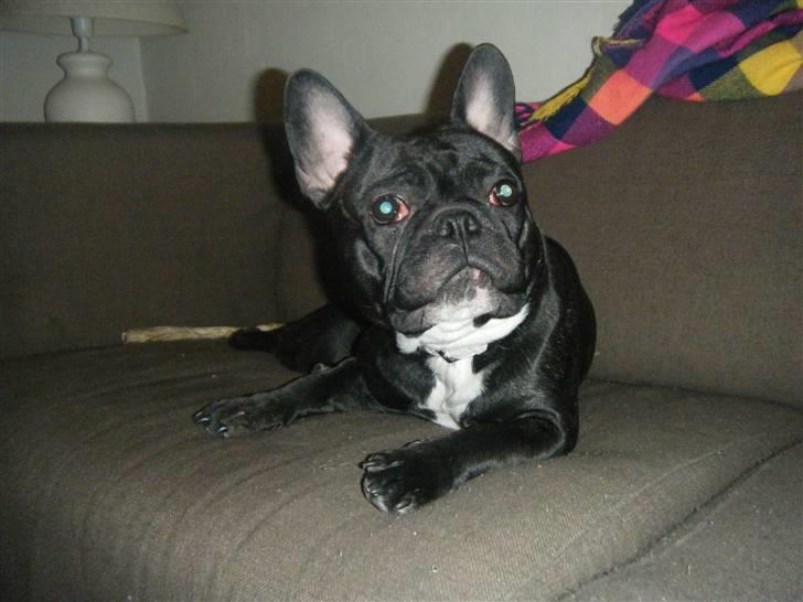 Fransk bulldog Emmie billede 18