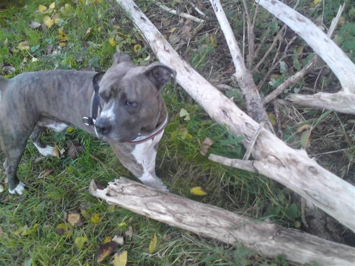 Amerikansk staffordshire terrier kingo billede 2