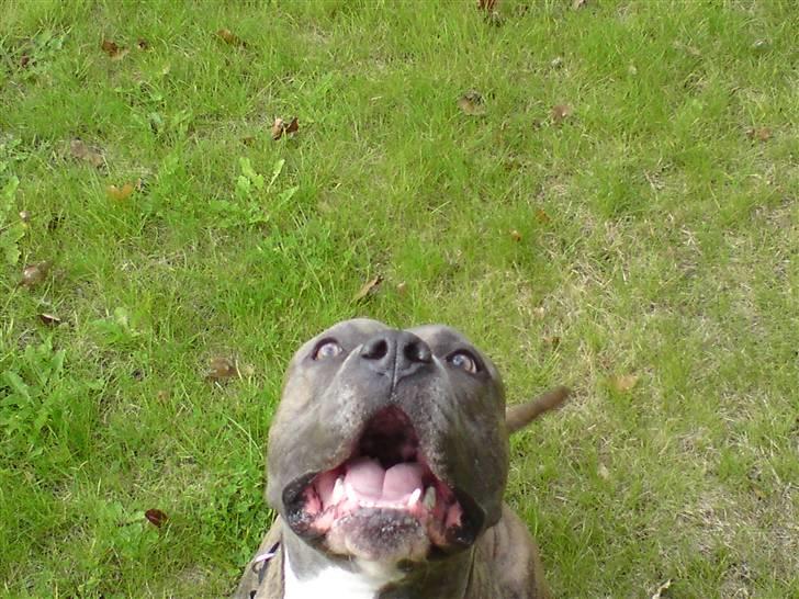 Amerikansk staffordshire terrier kingo billede 3