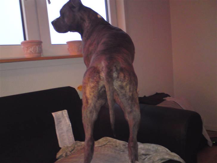 Amerikansk staffordshire terrier kingo billede 4