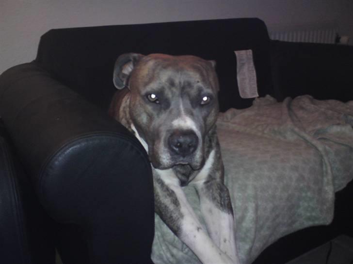 Amerikansk staffordshire terrier kingo billede 5