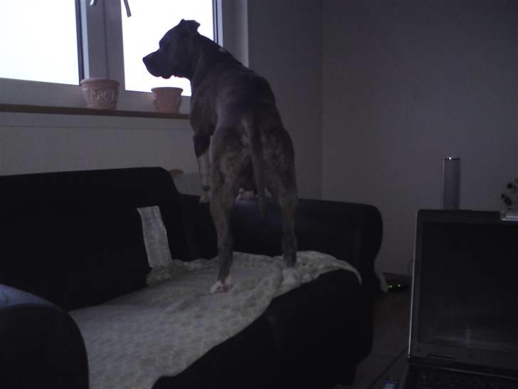 Amerikansk staffordshire terrier kingo billede 6