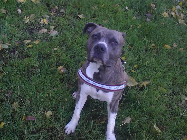 Amerikansk staffordshire terrier kingo billede 7