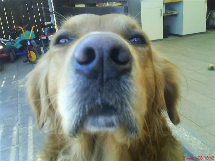 Golden retriever samson #DØD# billede 1