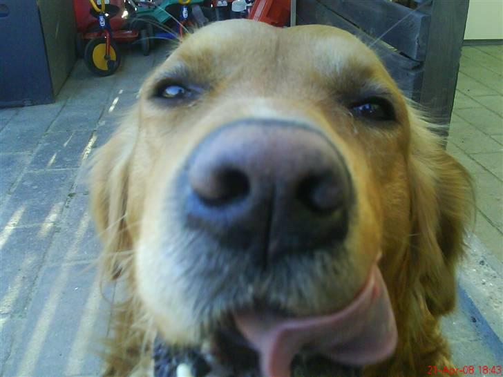 Golden retriever samson #DØD# billede 2