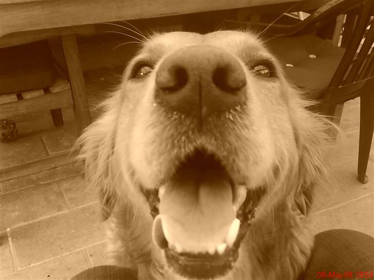 Golden retriever samson #DØD# billede 3