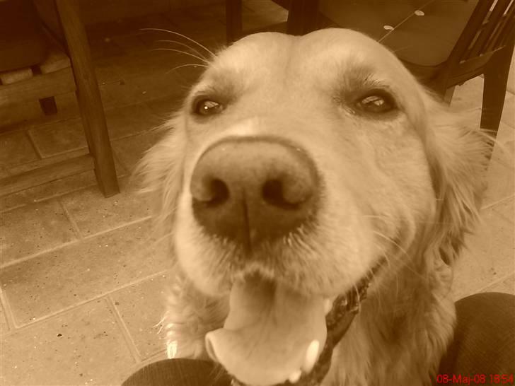 Golden retriever samson #DØD# billede 4