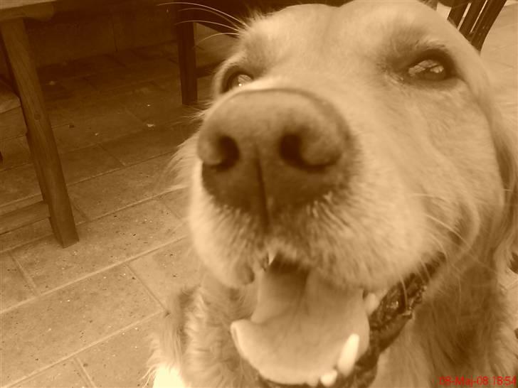 Golden retriever samson #DØD# billede 5