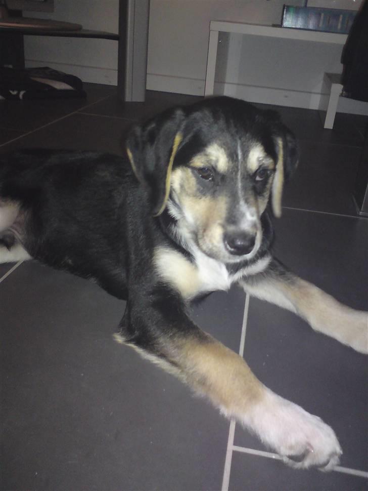 Blanding af racer Zhigo - Zhigo er lige kommet hjem. billede 1