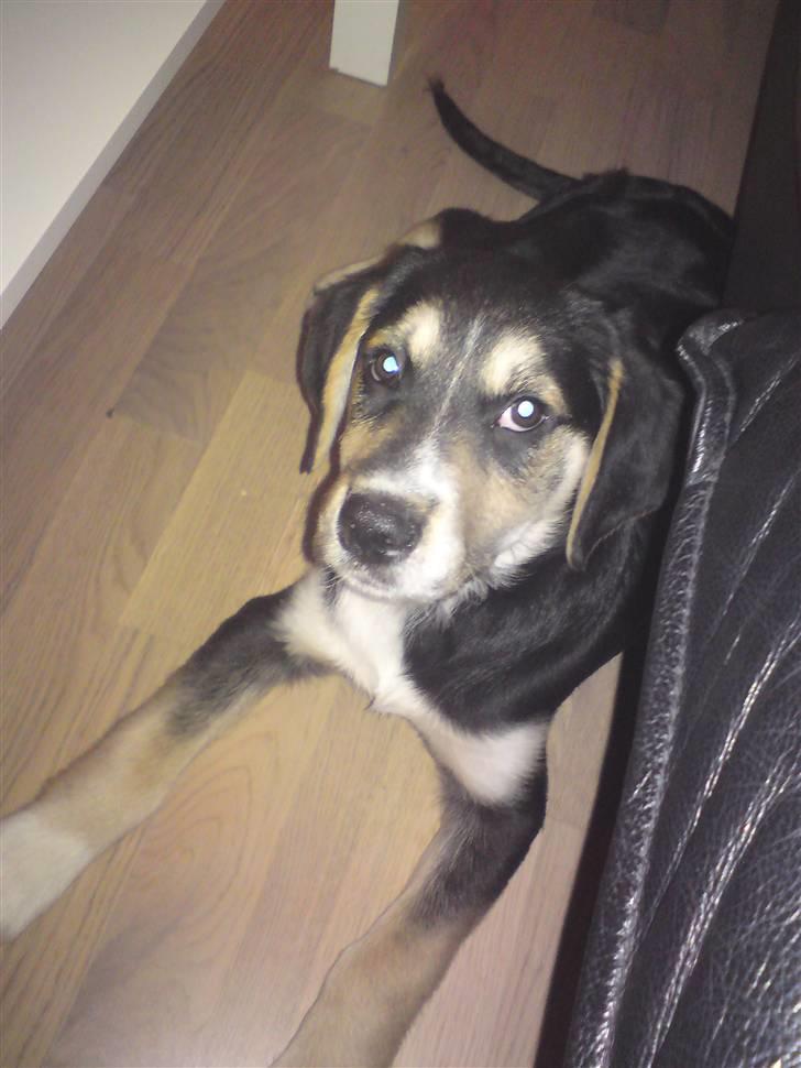 Blanding af racer Zhigo - Her hygger han på gulvet. billede 2