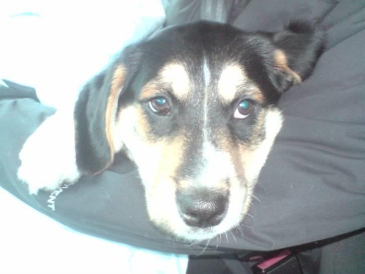 Blanding af racer Zhigo - Vi er på vej hjem. billede 3