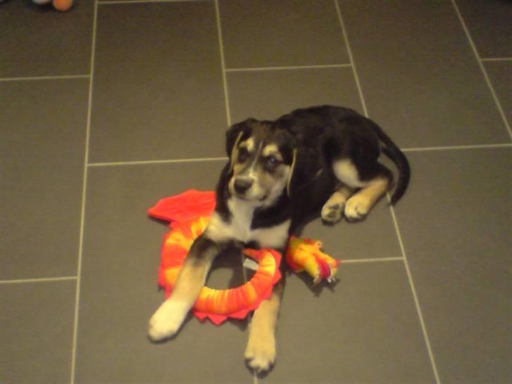 Blanding af racer Zhigo - Her med sin nye bamse. billede 4