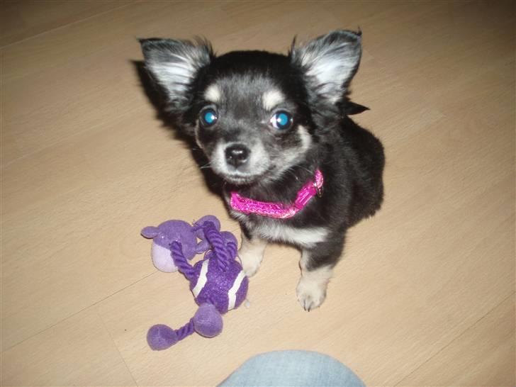 Chihuahua Chilli billede 1