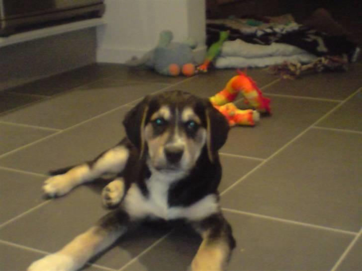 Blanding af racer Zhigo - Er jeg ikk sød? :-) billede 5