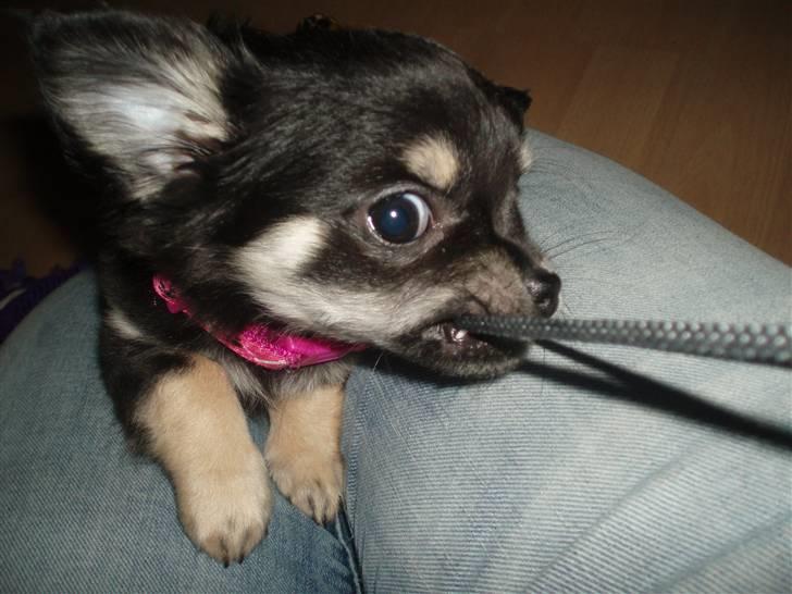 Chihuahua Chilli billede 2