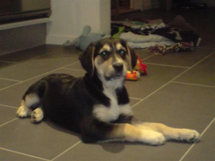 Blanding af racer Zhigo - Smil. billede 6