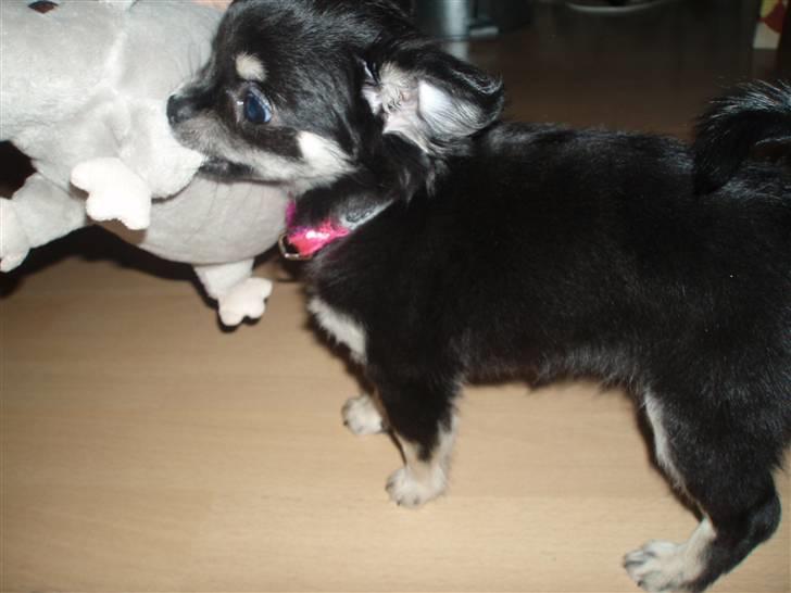 Chihuahua Chilli billede 4