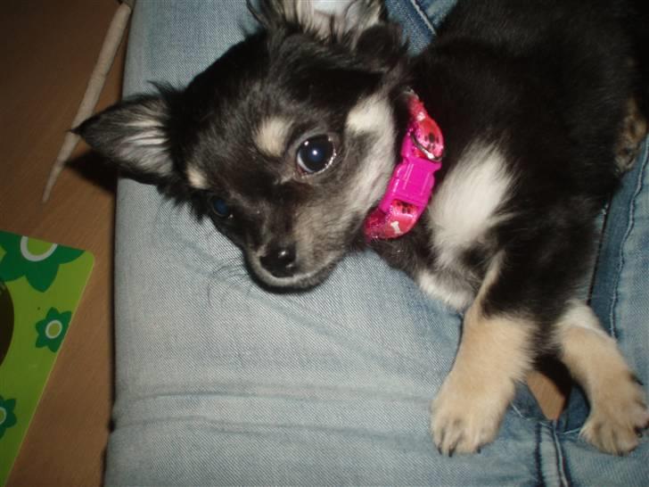 Chihuahua Chilli billede 5