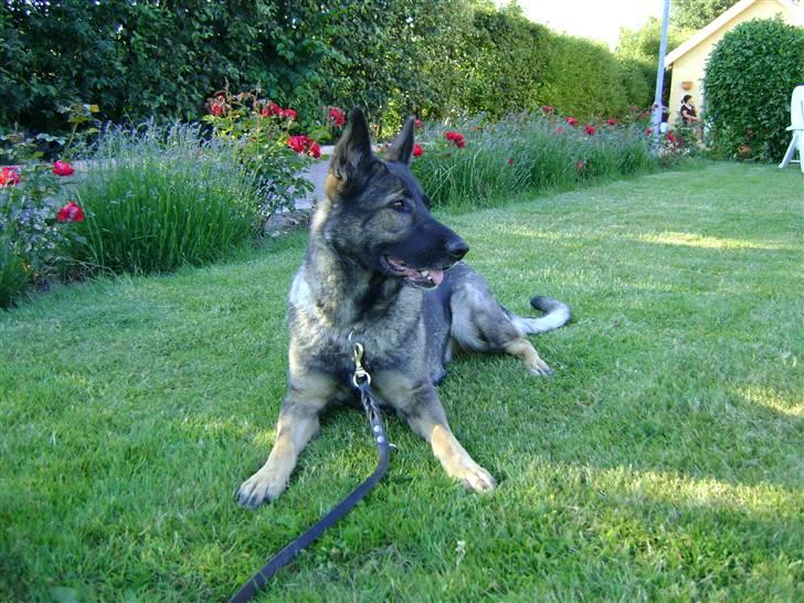 Schæferhund Pri-Wat Kassi billede 1