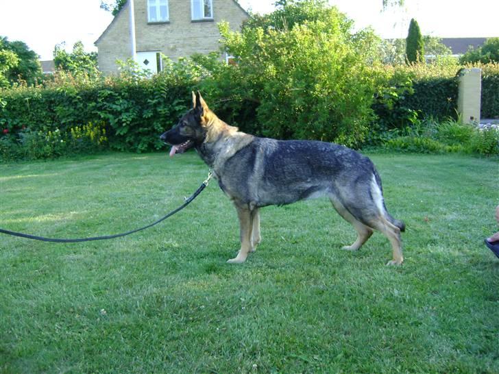 Schæferhund Pri-Wat Kassi billede 2