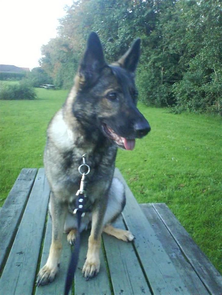 Schæferhund Pri-Wat Kassi billede 4