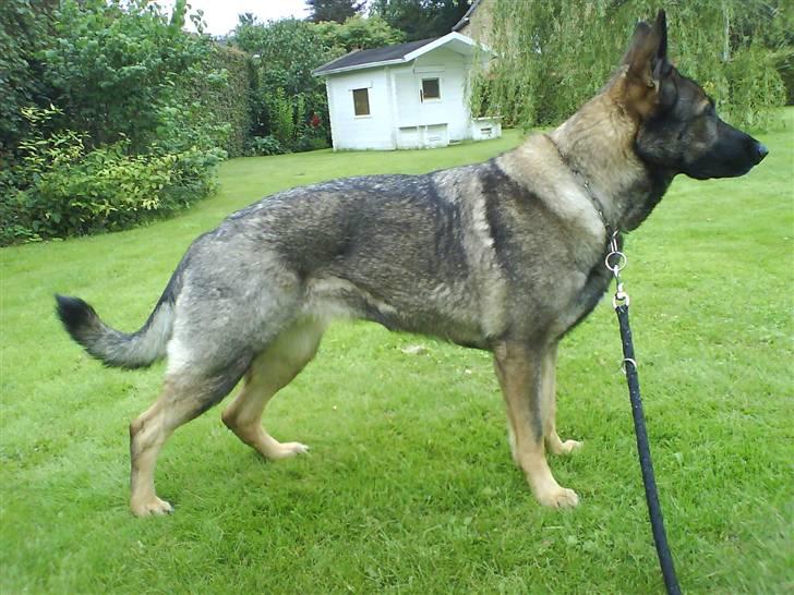 Schæferhund Pri-Wat Kassi billede 5