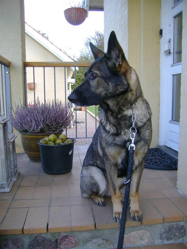 Schæferhund Pri-Wat Kassi billede 6