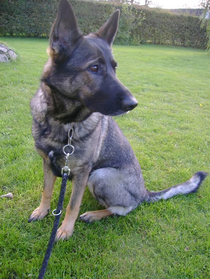 Schæferhund Pri-Wat Kassi billede 7