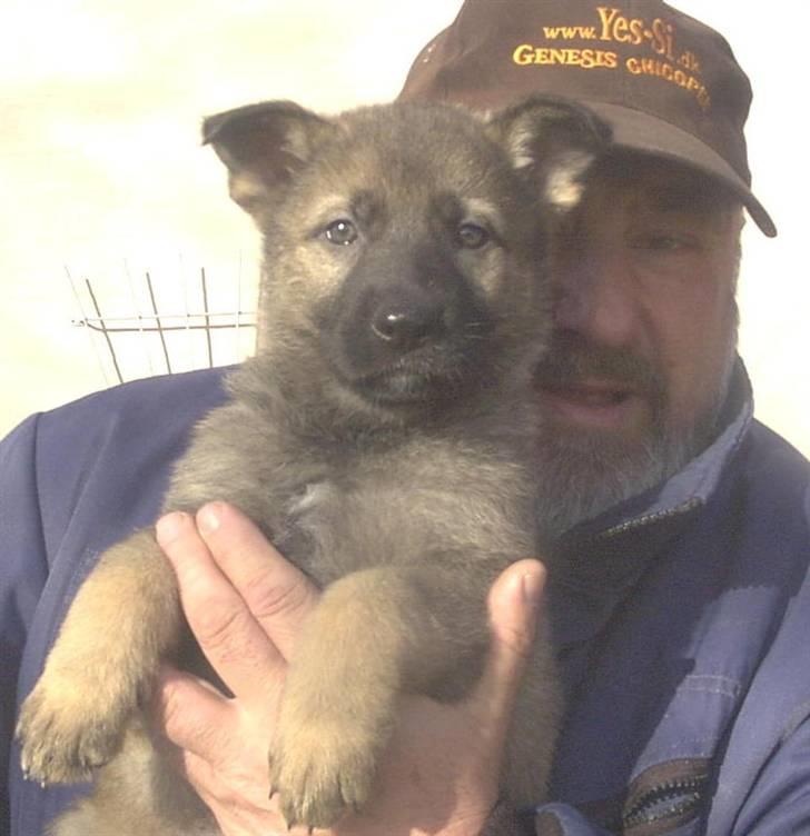 Schæferhund Pri-Wat Kassi billede 8