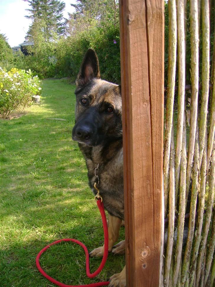 Schæferhund Pri-Wat Kassi billede 9