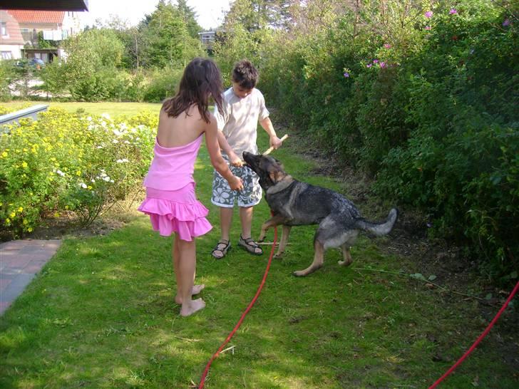 Schæferhund Pri-Wat Kassi billede 10