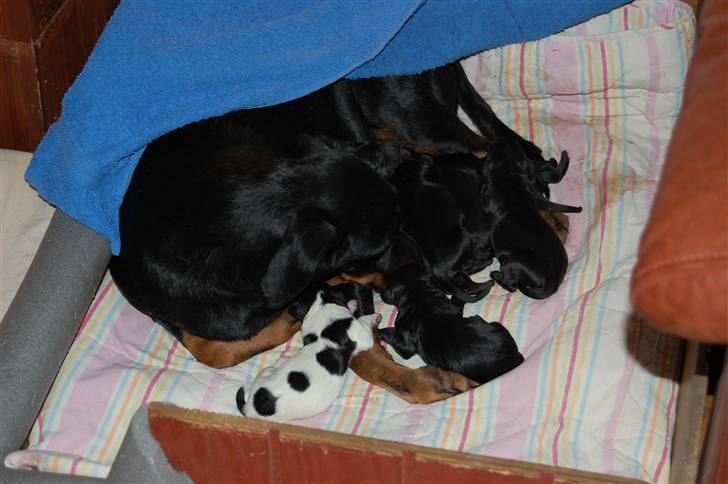 Blanding af racer Flicka - Flicka med sit første kuld hvalpe. billede 11