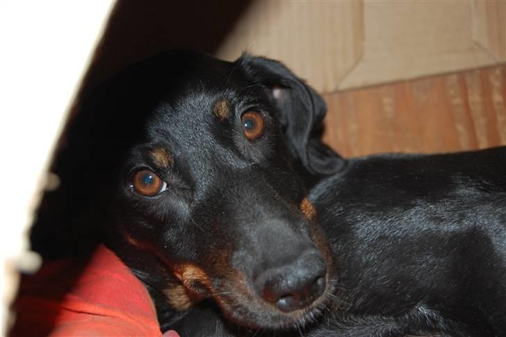 Blanding af racer Flicka - Et par timer før det første kuld blev født, man har veer. billede 12