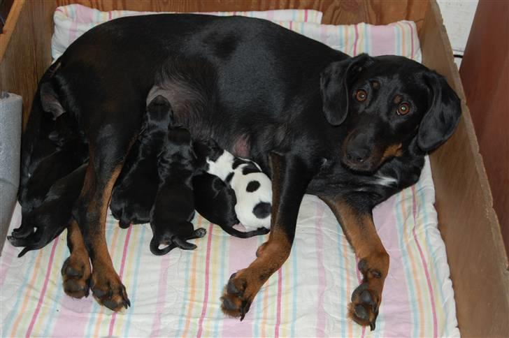 Blanding af racer Flicka - Første kuld. billede 13