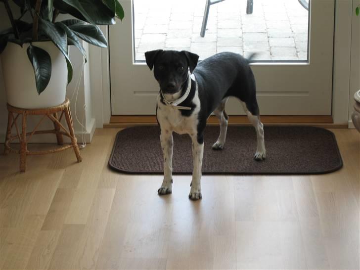 Dansk svensk gaardhund Sille billede 19