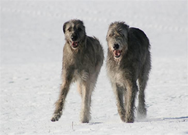 Irsk ulvehund Azimut - Mig og Sirius på nordpolen (14 mdr) billede 11