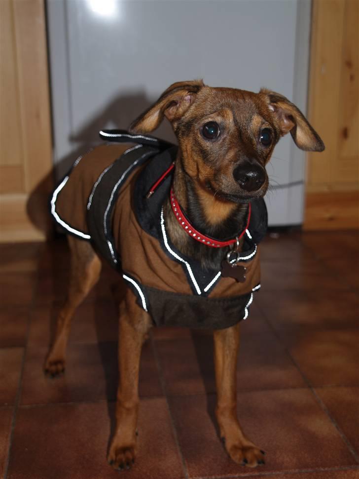 Blanding af racer Freyja - Freyja i Italien med sit fine dækken på ;D billede 16