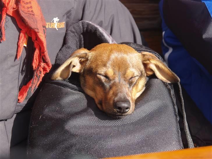 Blanding af racer Freyja - Freyja med oppe på pisterne i Italien. Hun valgte lige at tage en morfar i solen (; billede 17