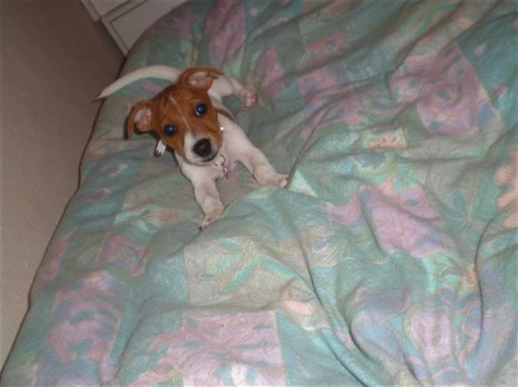 Jack russell terrier Dior - Dior som ligger i sengen :) billede 1