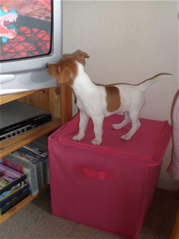 Jack russell terrier Dior - Dior står og ser tv  :b billede 2
