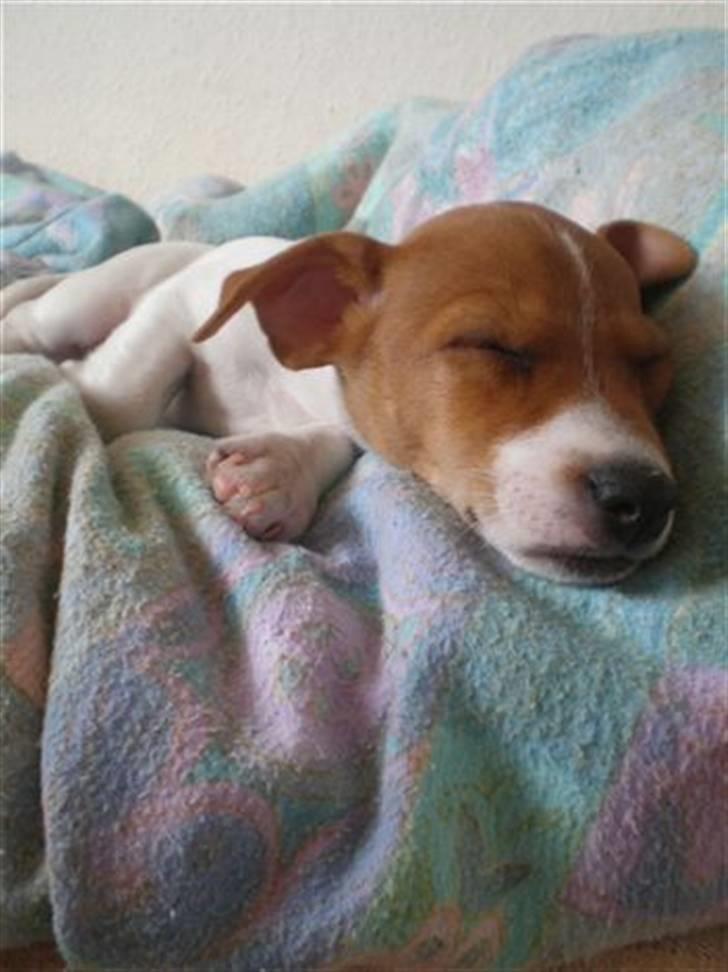 Jack russell terrier Dior - Dior som ligger og sover <3 billede 3