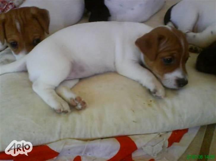 Jack russell terrier Dior - Dior da hun var et par uger <3 billede 4