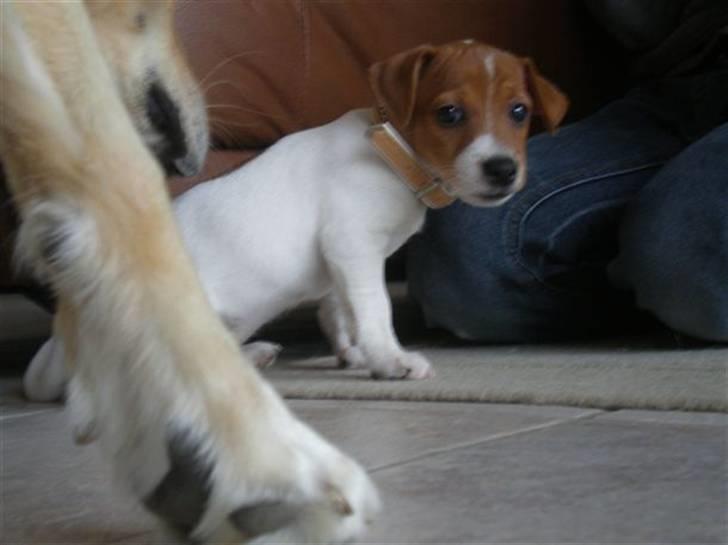 Jack russell terrier Dior - Dior da jeg lige havde fået hende <3 billede 5