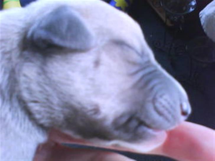 Whippet  	Aisha Nanu of Egypt - ca en uge gammel  billede 1