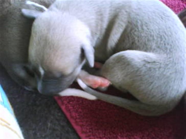 Whippet  	Aisha Nanu of Egypt - Helt lille og bitte billede 2