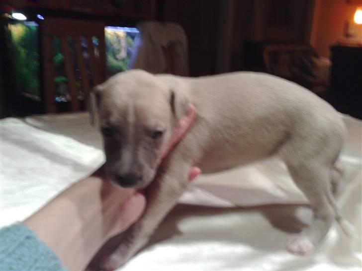 Whippet  	Aisha Nanu of Egypt - Lige fået sine øjne og første gang hun skal stå rigtigt-g- billede 3